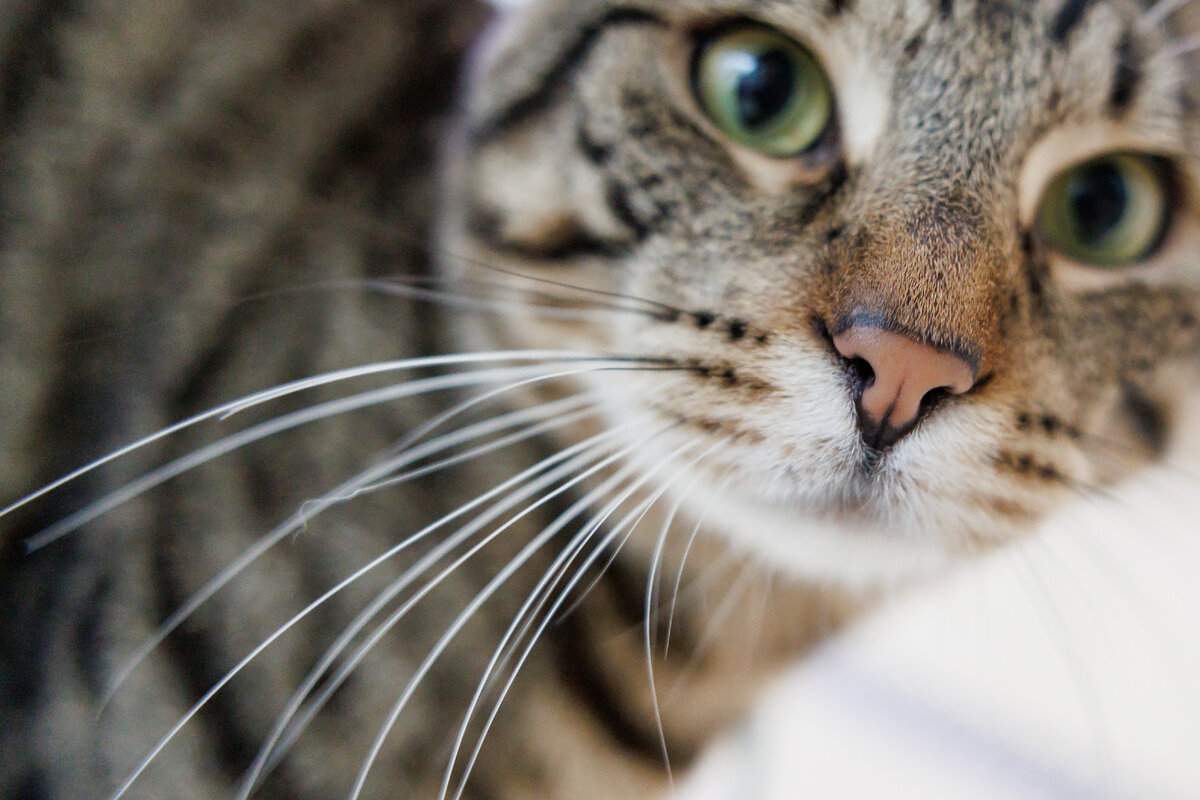 De kat met snorharen