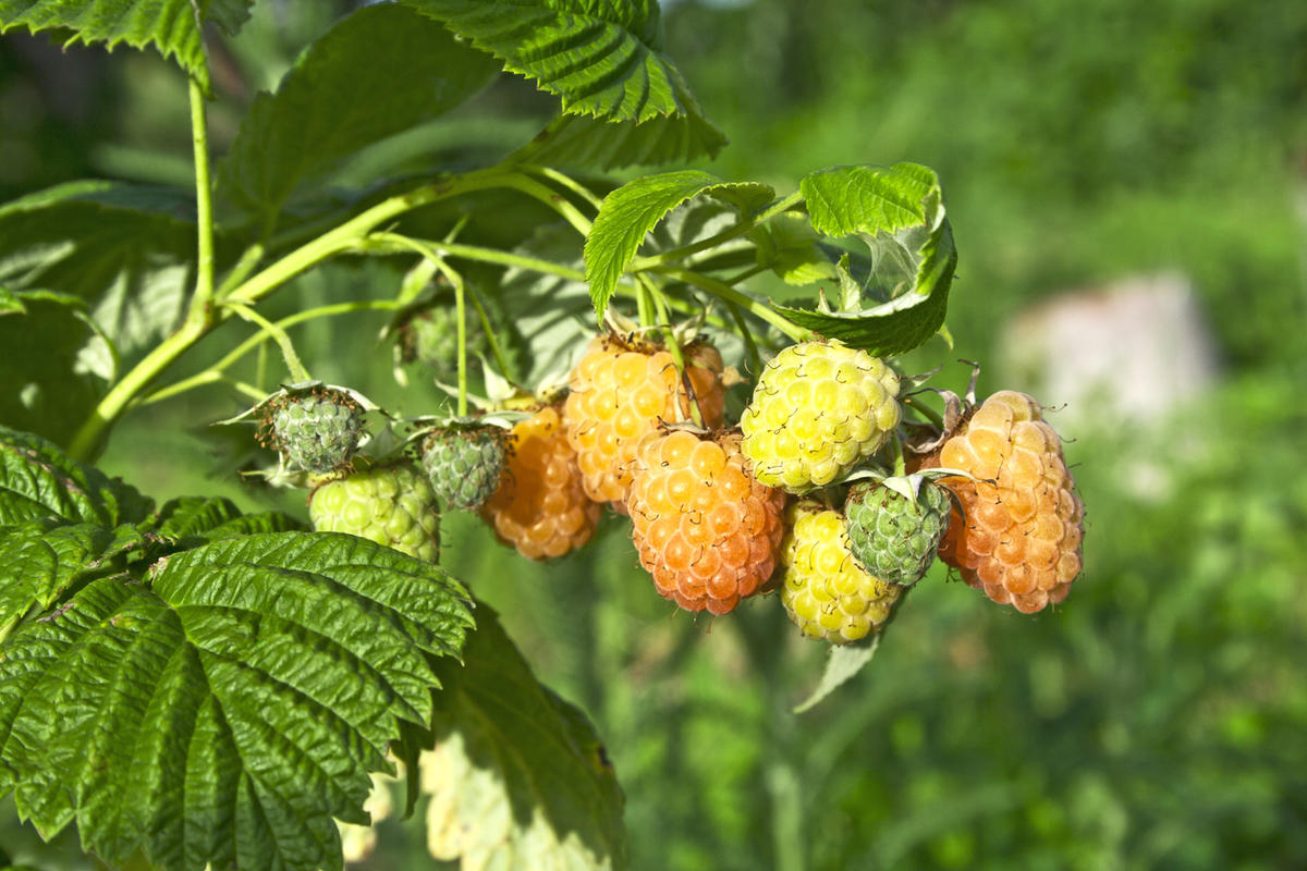 gele frambozen