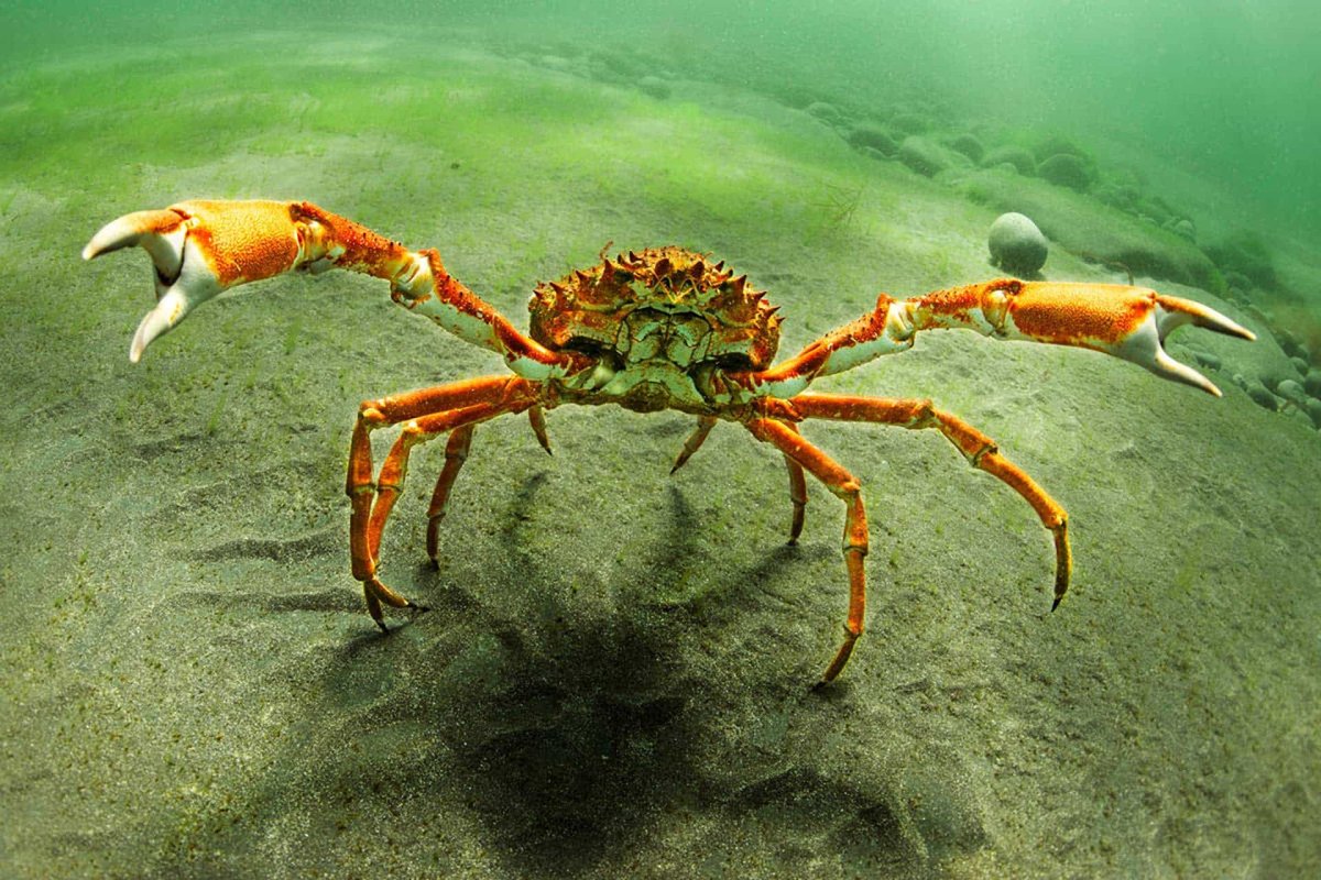 kreeftachtigen in het water
