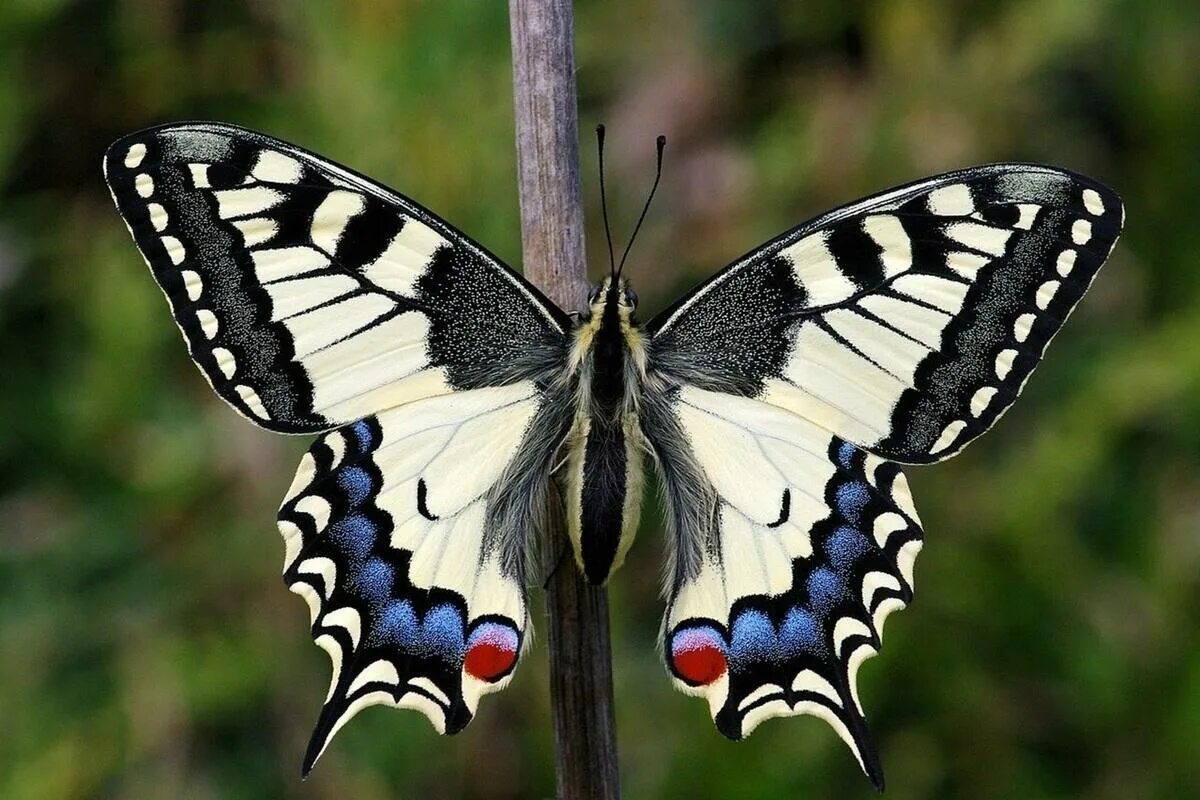 vlinders