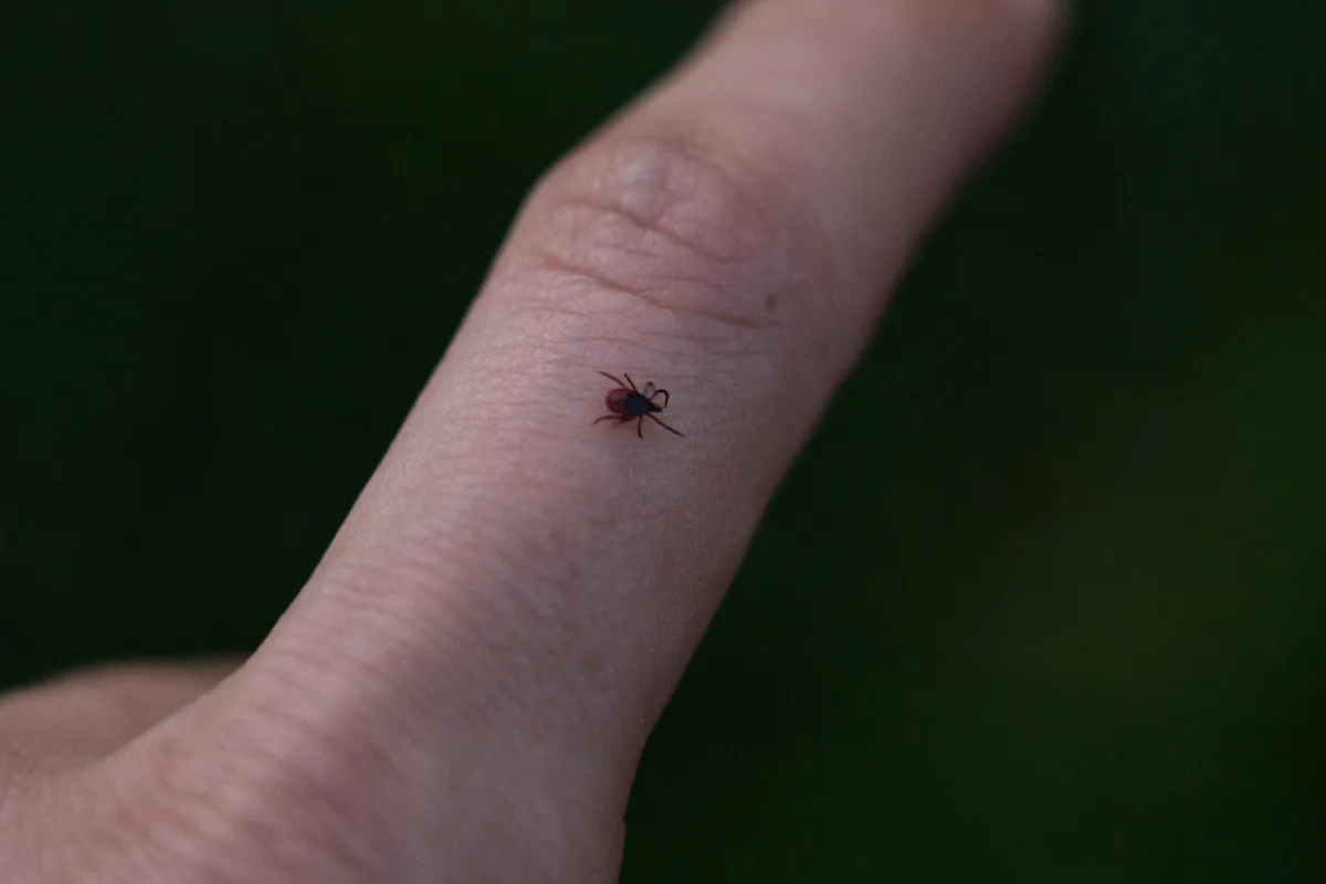 Doe dit meteen nadat u uit het bos terugkomt. De teken krijgen geen enkele kans