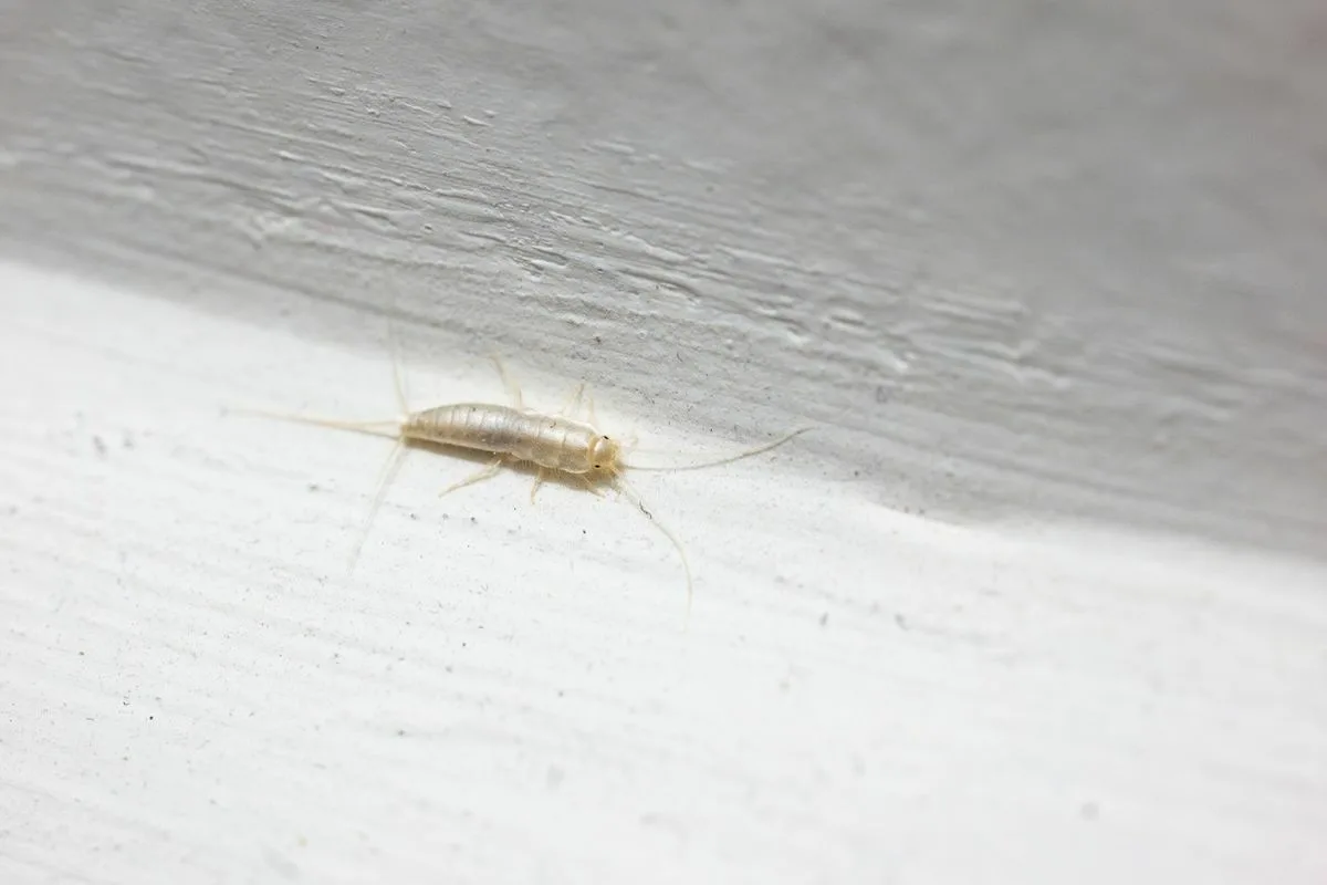 Ziet u zulke insecten bij u thuis? Onderneem snel actie, voordat ze uw meubels en kleding hebben aangetast