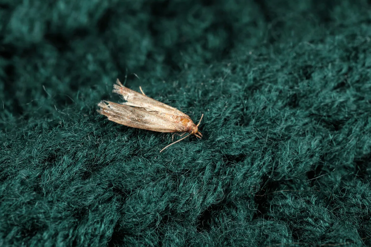 Zijn er motten in de badkamer verschenen? Met dit huismiddeltje raakt u ze kwijt