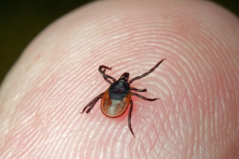 Doe dit meteen nadat u uit het bos terugkomt. De teken krijgen geen enkele kans