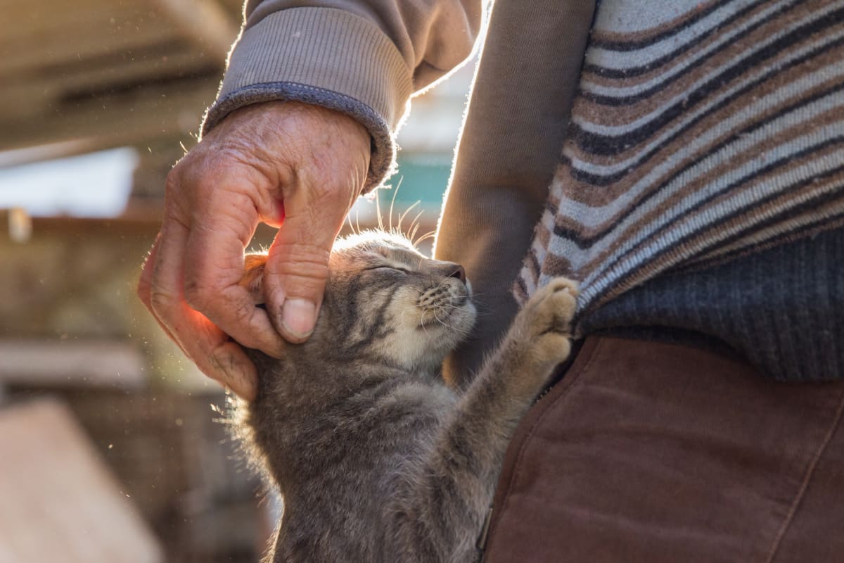 een man aait een kat
