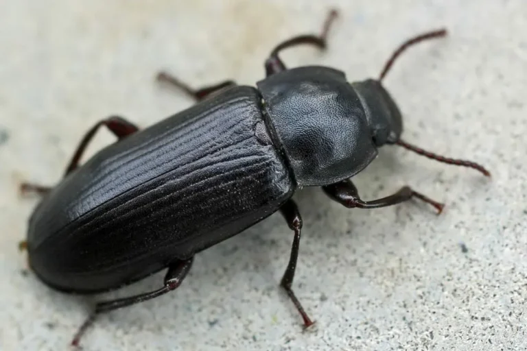 Ziet u zulke insecten bij u thuis? Onderneem snel actie, voordat ze uw meubels en kleding hebben aangetast