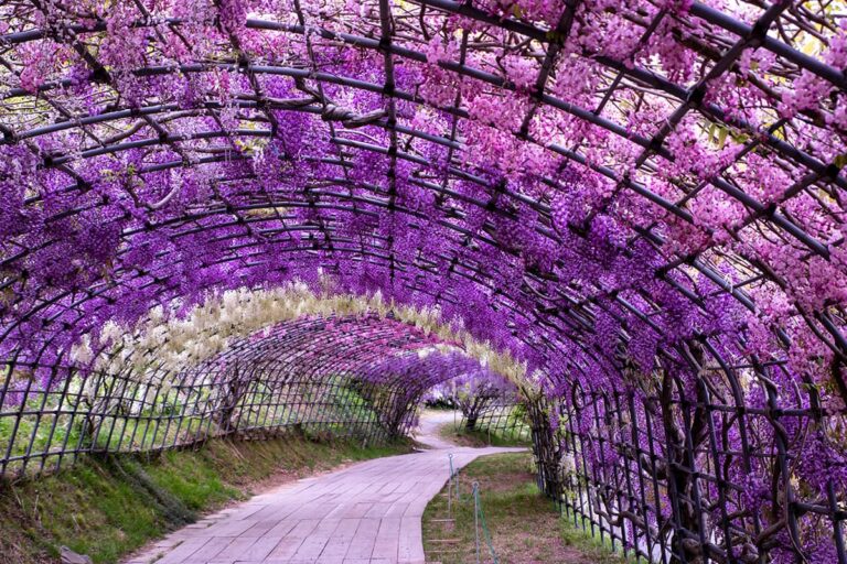 tuin