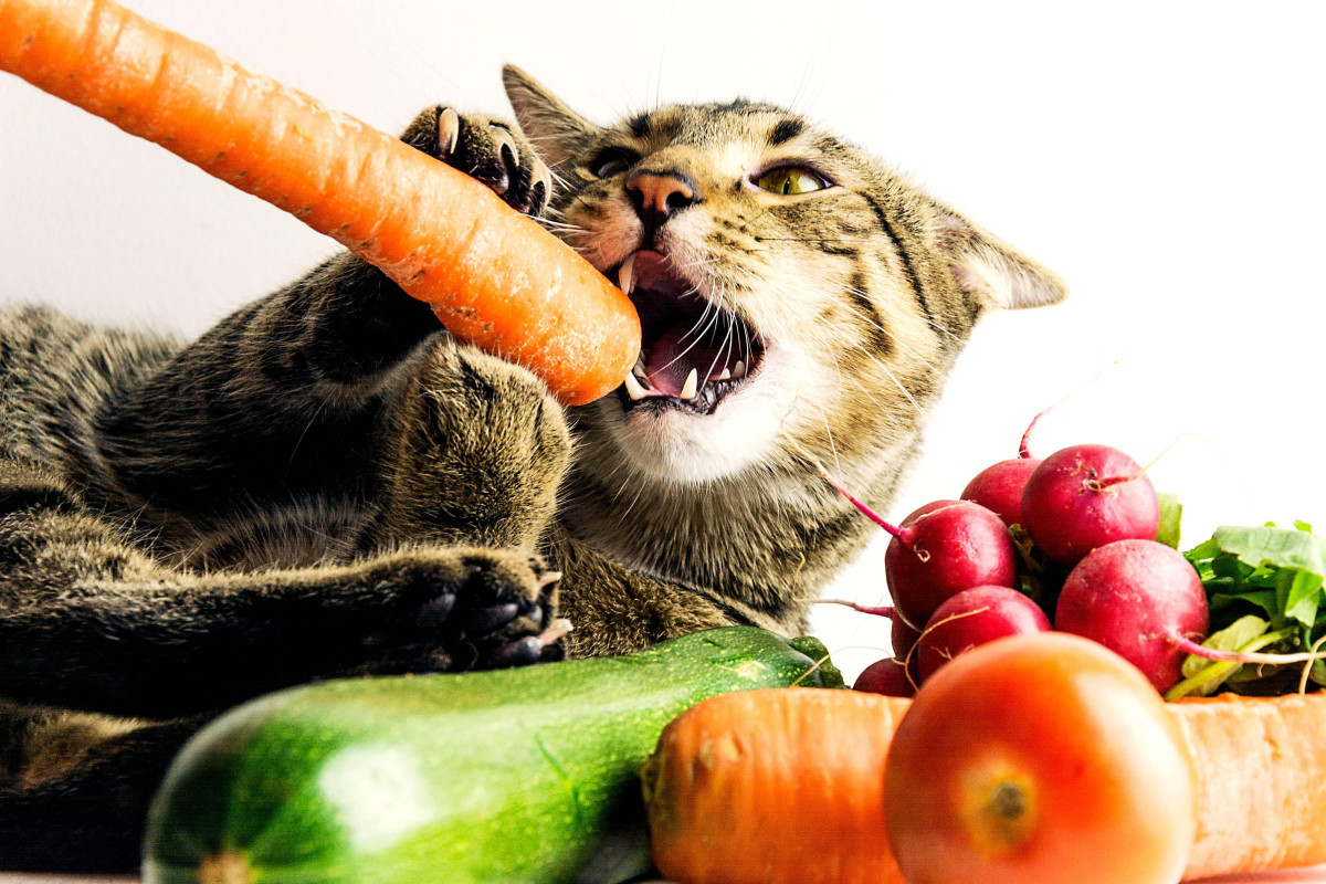 Welke groenten kun je je kat geven?