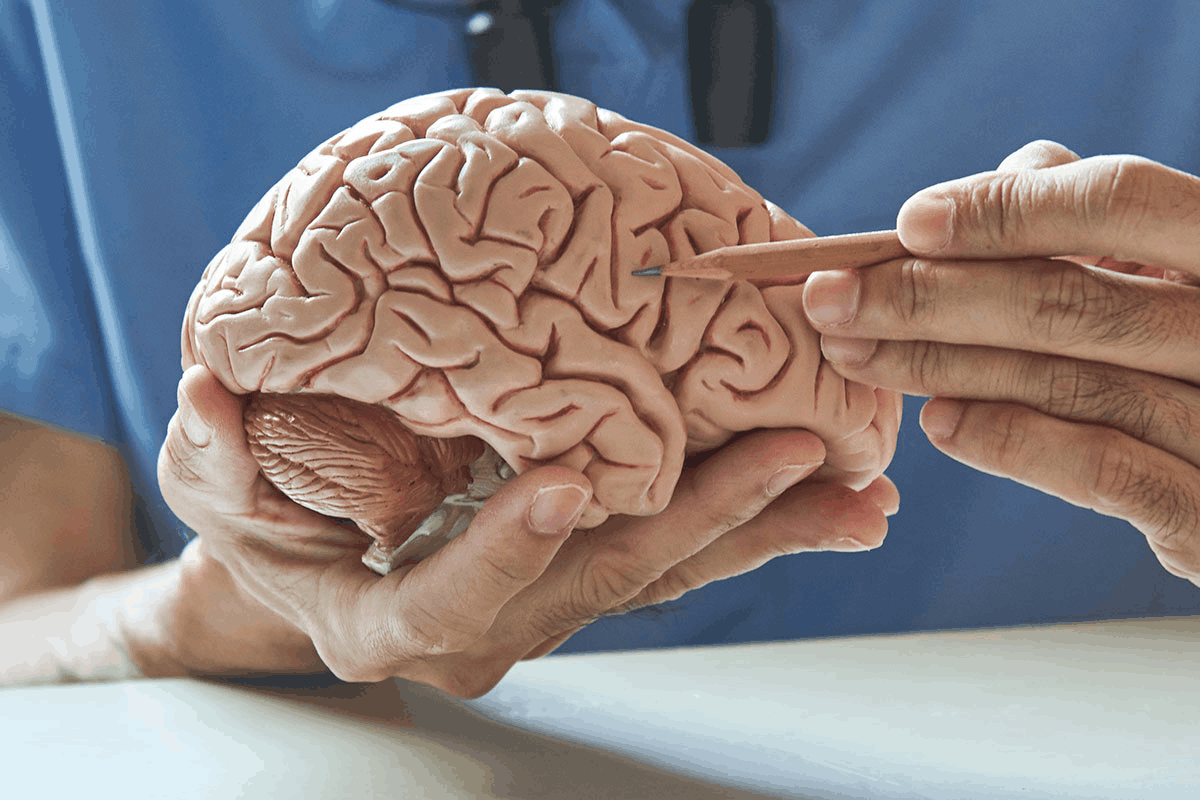 De hersenen in de handen van de dokter