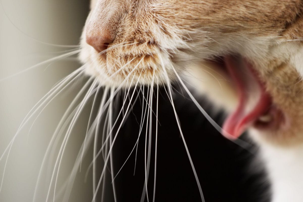 De kat met snorharen