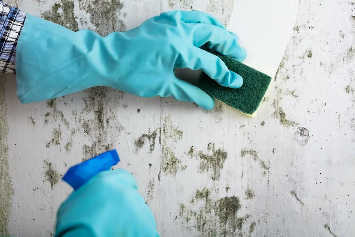 Hoe schimmel uit de badkamer verwijderen. Zonder chemicaliën en schrobben