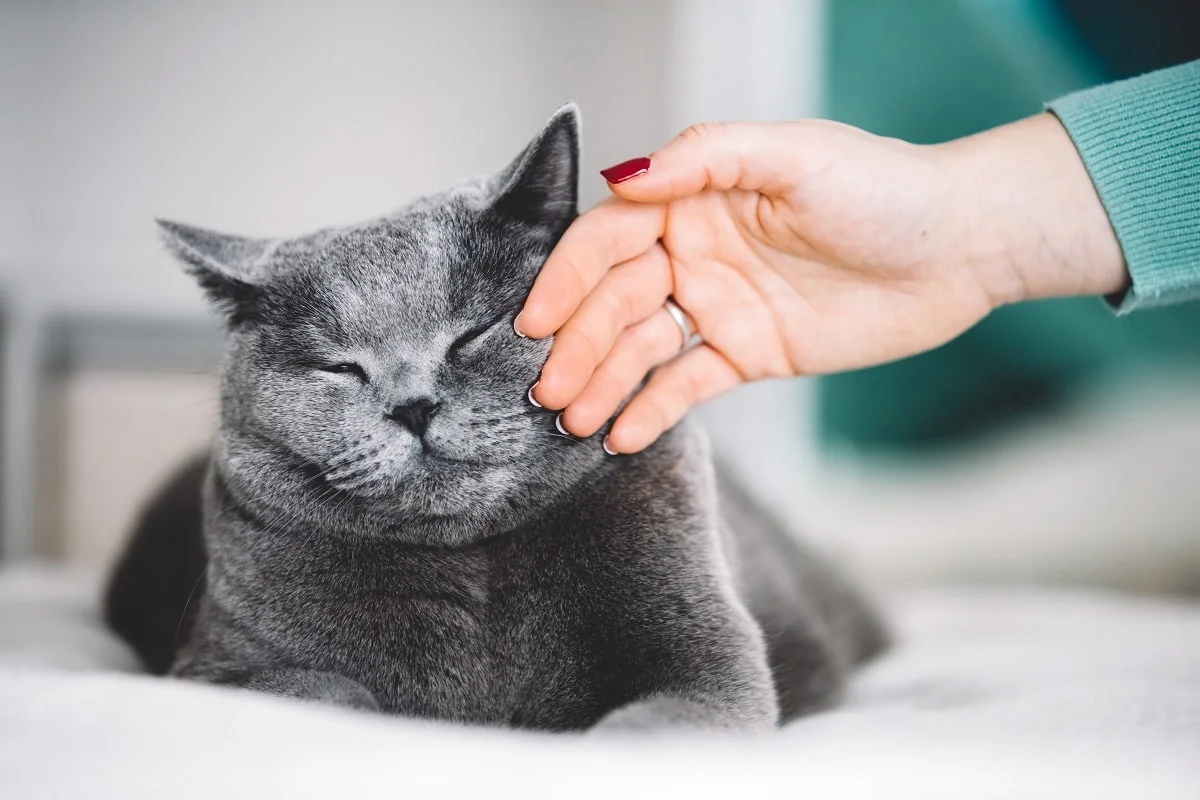 een man aait een kat